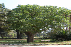 Brachychiton australis